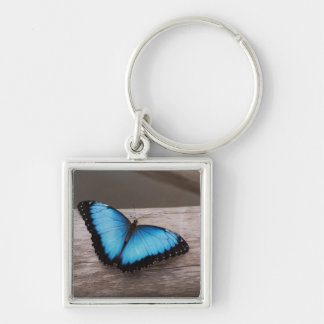 Chaveiro Borboleta azul de Morpho