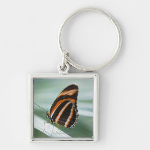 Chaveiro Borboleta longa da asa da zebra