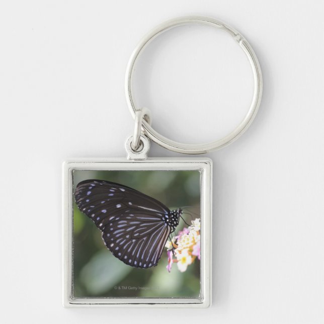 Chaveiro Borboleta preta e azul na flor (Frente)