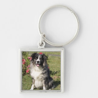 Chaveiro Border collie