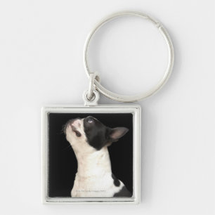 Chaveiro Boston preto e branco Terrier que olha acima