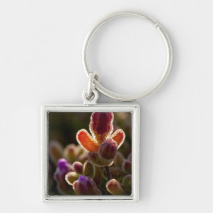 Chaveiro Botão de Flor Suculenta Colorida Iluminada Com Aro