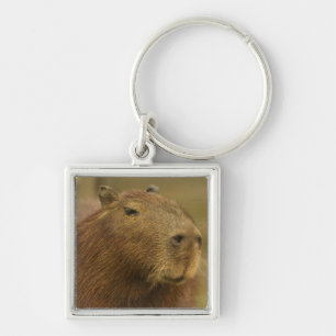 Chaveiro Brasil, Pantanal, Matto Grosso. Capivara