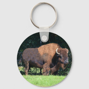 Chaveiro Buffalo (Bison) Kansas, Oklahoma, Wyoming