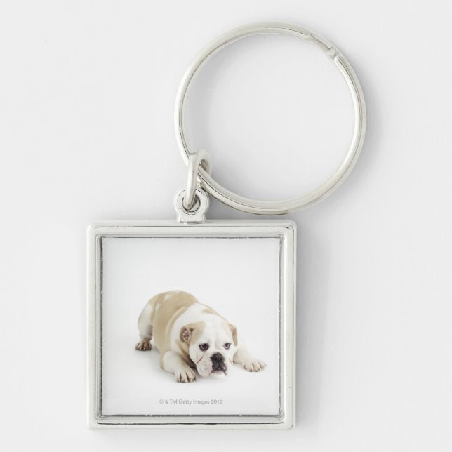 Chaveiro Buldogue branco e tan (Frente)