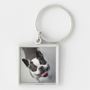 Chaveiro Buldogue francês das imagens de Getty