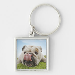 Chaveiro Buldogue que encontra-se na grama que lambe os