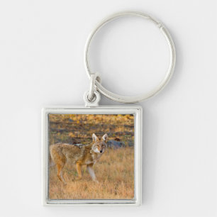 Chaveiro Caça de coiote (Canis Latrans)