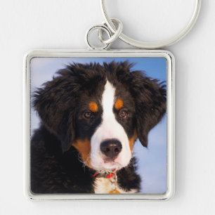 Chaveiro Cachorro da Montanha Bernese