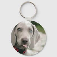 Cachorro Engraçado Tirando Foto Da Língua