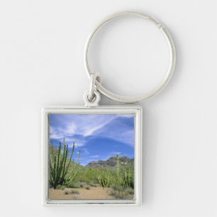 Chaveiro Cacto do deserto no Monumento Nacional Organ Pipe,