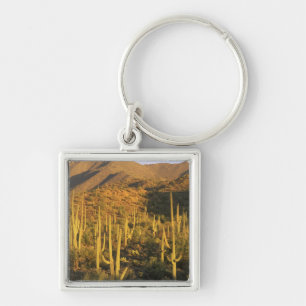 Chaveiro Cacto saguaro no Parque Nacional Saguaro perto