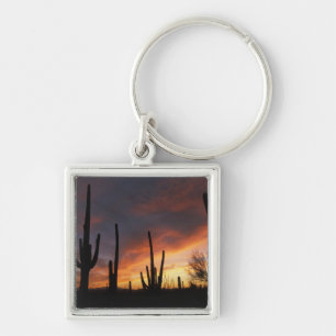 Chaveiro cactos saguaro, Carnegiea gigantea, depois