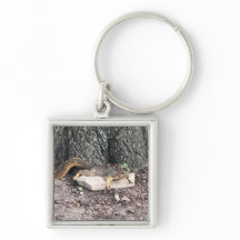 Cadeia de Chaves de Esquilo