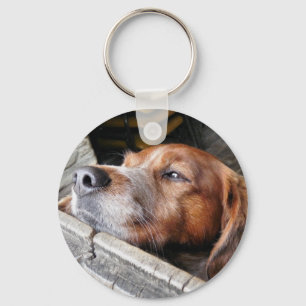 CHAVEIRO CÃES