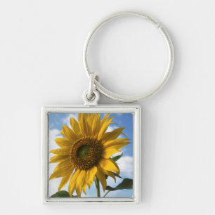 Chaveiro Califórnia, Um Girassol Gigante (Helianthus) 4