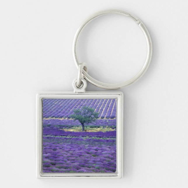 Chaveiro campos de Lavanda, Vence, Provence, França (Frente)