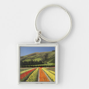 Chaveiro Campos de Tulipa, perto de Tapanui, West Otago, Su