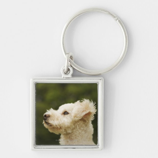 Chaveiro Caniche 2 (brancos) (Frente)