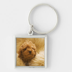 Chaveiro Caniche acima envolvida