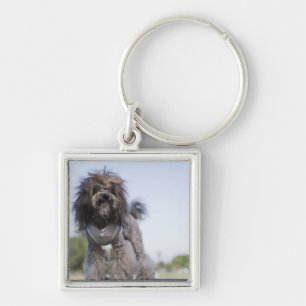 Chaveiro caniche de brinquedo que veste o t-shirt