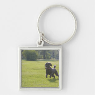 Chaveiro Caniche que joga o frisbee