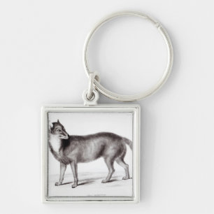 Chaveiro Canis Antarcticus