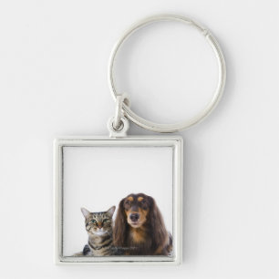 Chaveiro Cão (Dachshund) e gato (gato japonês) no branco