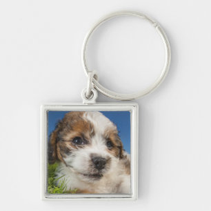 Chaveiro Cão de filhote de cachorro bonito (Shitzu)