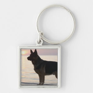 Chaveiro Cão de german shepherd na baía Georgian, Ontári