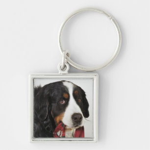 Chaveiro Cão de montanha de Bernese (Berner Sennenhund) co