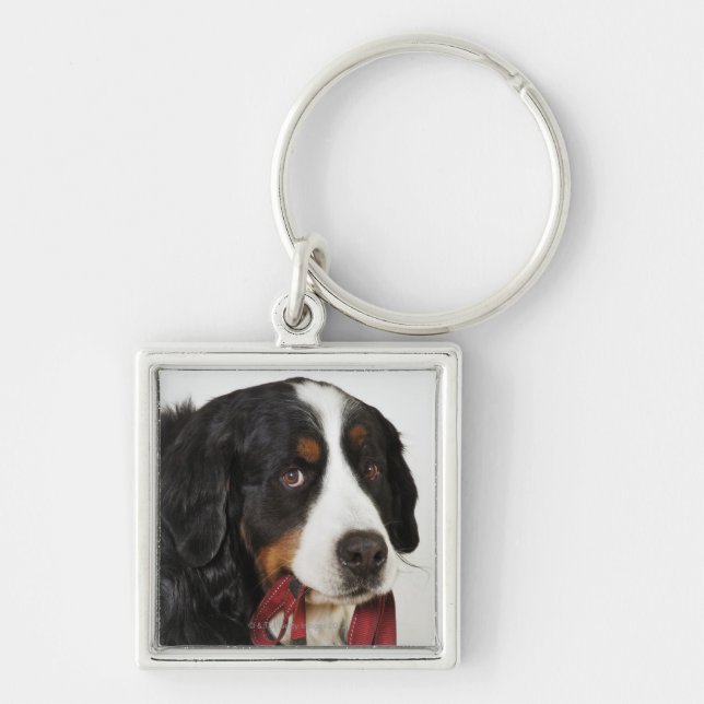 Chaveiro Cão de montanha de Bernese (Berner Sennenhund) com (Frente)