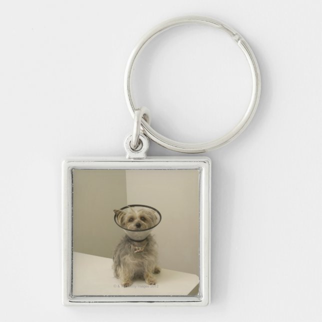 Chaveiro Cão de Terrier que veste o colar protetor (Frente)