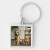 Cão do golden retriever com assento médico do
