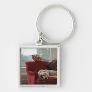 Chaveiro Cão do golden retriever com o gato de gato malhad