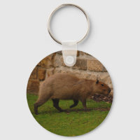 capivara