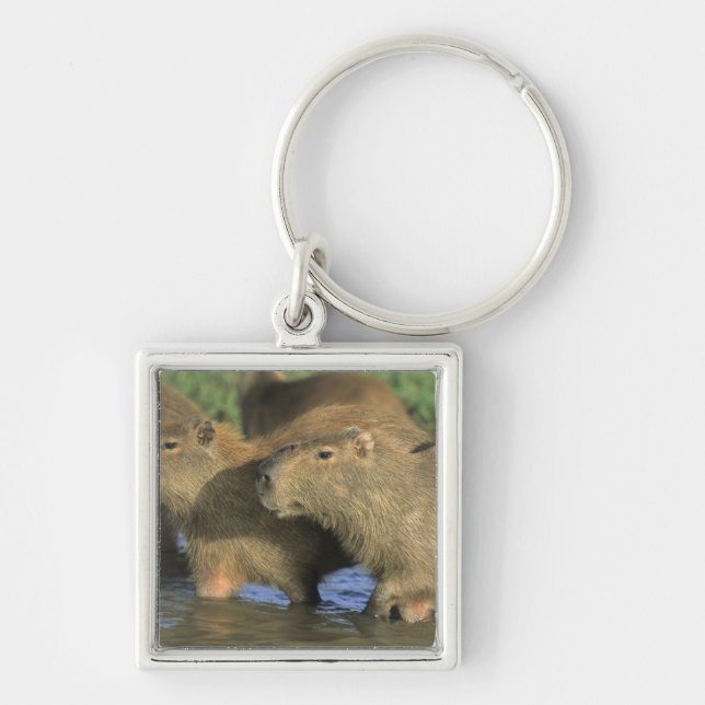 Chaveiro Capivara, Hydrochaeris hydrochaeris), mundo's (Frente)
