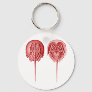 Chaveiro Caranguejo-Ferradura