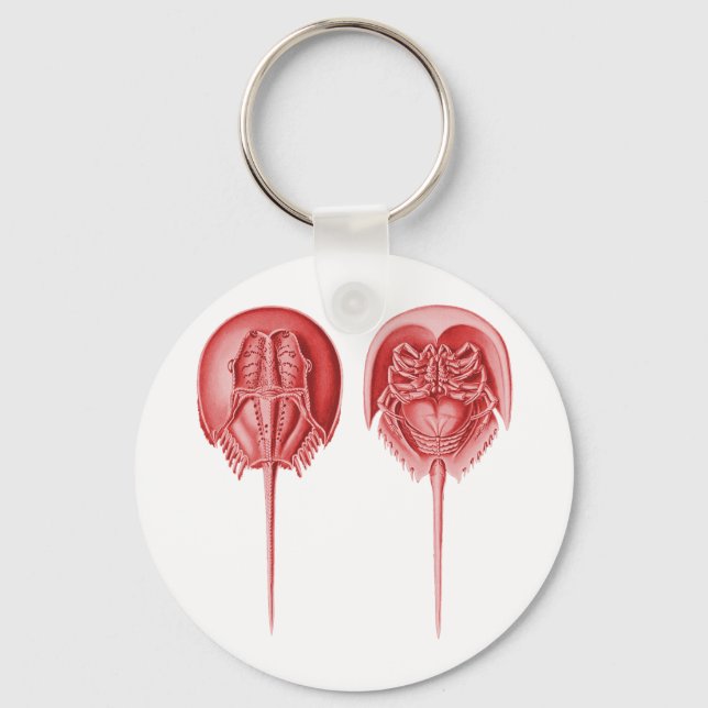 Chaveiro Caranguejo-Ferradura (Frente)