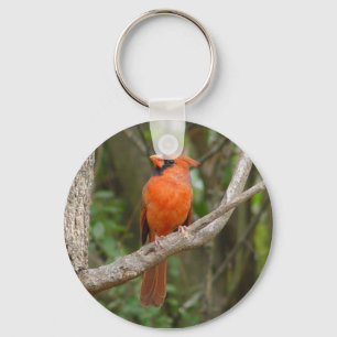 Chaveiro cardinal do norte do pássaro do perfil