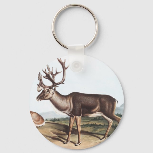 Chaveiro Cariou, American Rein Deer (Tarandus furcifer) (Frente)