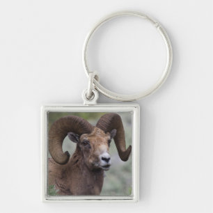 Chaveiro Carneiro de Ovelha Bighorn das Montanhas Rochosas