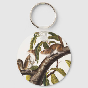 Chaveiro Carolina Cinza Squirrel (Sciurus Carolinensis)