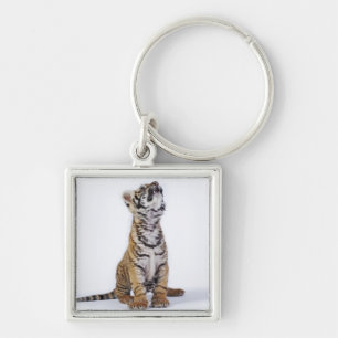 Chaveiro Cativo, África do Sul 2