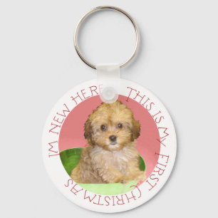 Chaveiro Cavachon Filhote Primeiro Natal