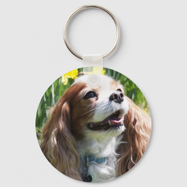 Chaveiro Cavalier King Charles Spaniel Blenheim sorridente (Frente)