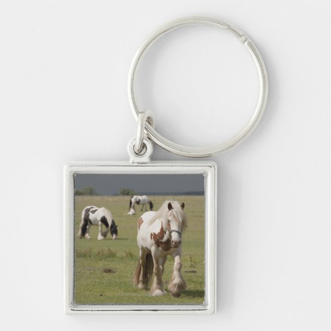 Chaveiro Cavalos de Clydesdale em um campo, Northumberland, (Frente)