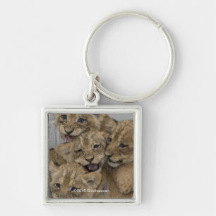 Chaveiro Cheetah Cubs Brincando