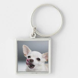Chaveiro Chihuahua branca que lambe os lábios