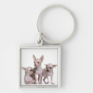 Chaveiro Chihuahua calva (5 e 7 meses velho)